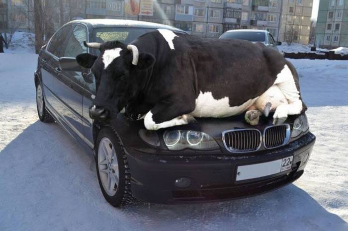 "REMINDER: Cold season is here and cows seek heat on car hoods. Do not forget to tap on the hood to give the cow enough time to get off before you drive away!"