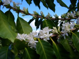 Blooming Coffea arabica
